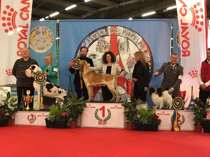 Du Clos Des Petites Vignes - Paris Dogs show
