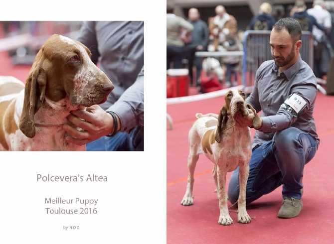 Du Clos Des Petites Vignes - CACIB de Toulouse 27/02/2016